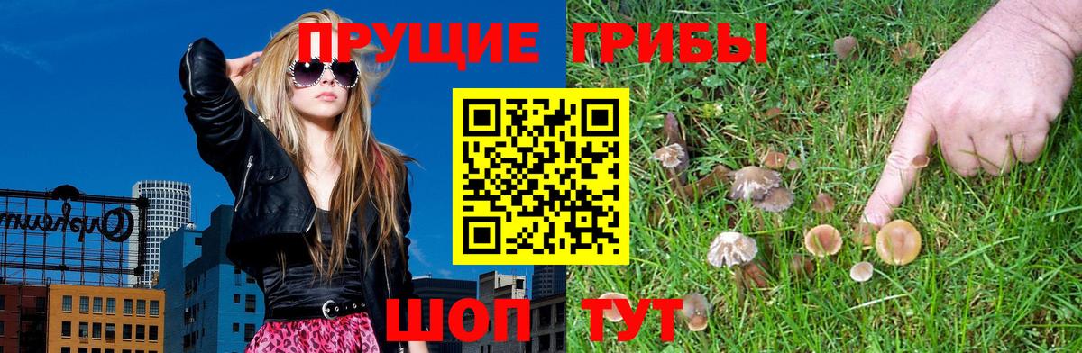 Галлюциногенные грибы Psilocybe Белебей